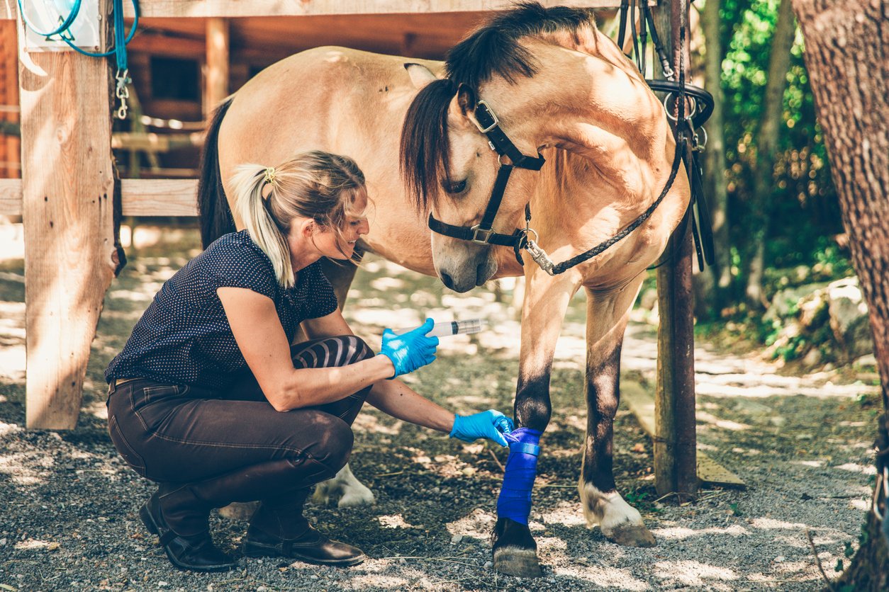 causes of suspensory injury in horse