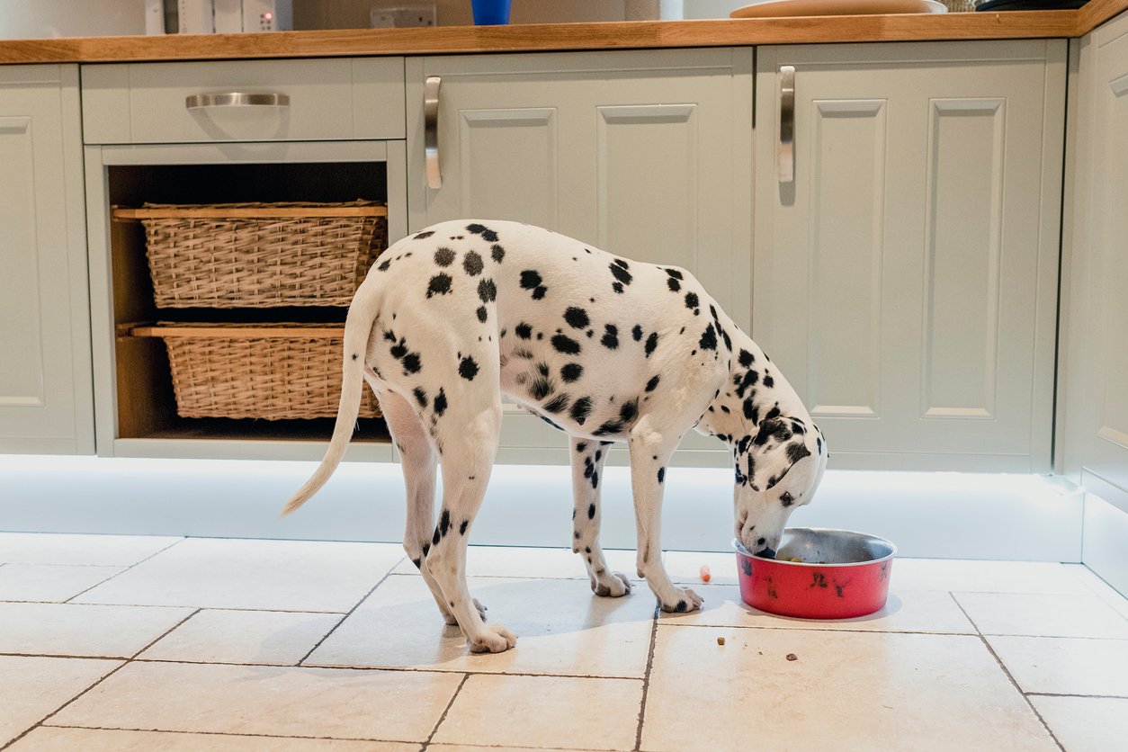 choosing digestive health dog food