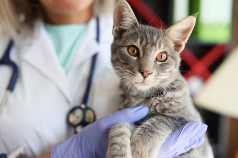 common-cat-diseases