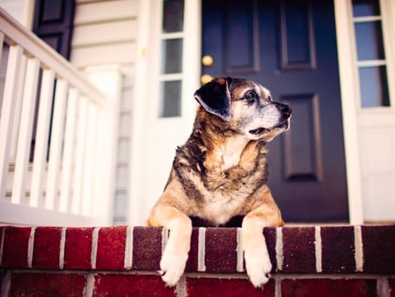 dog-back-injury