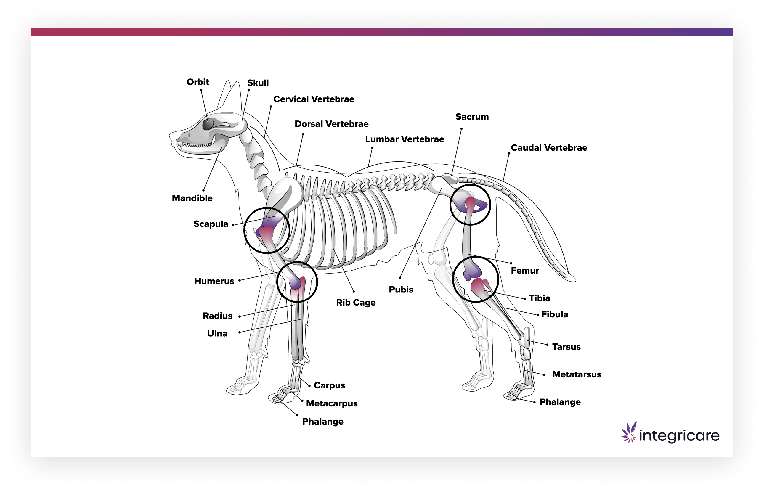 dog joints and bones
