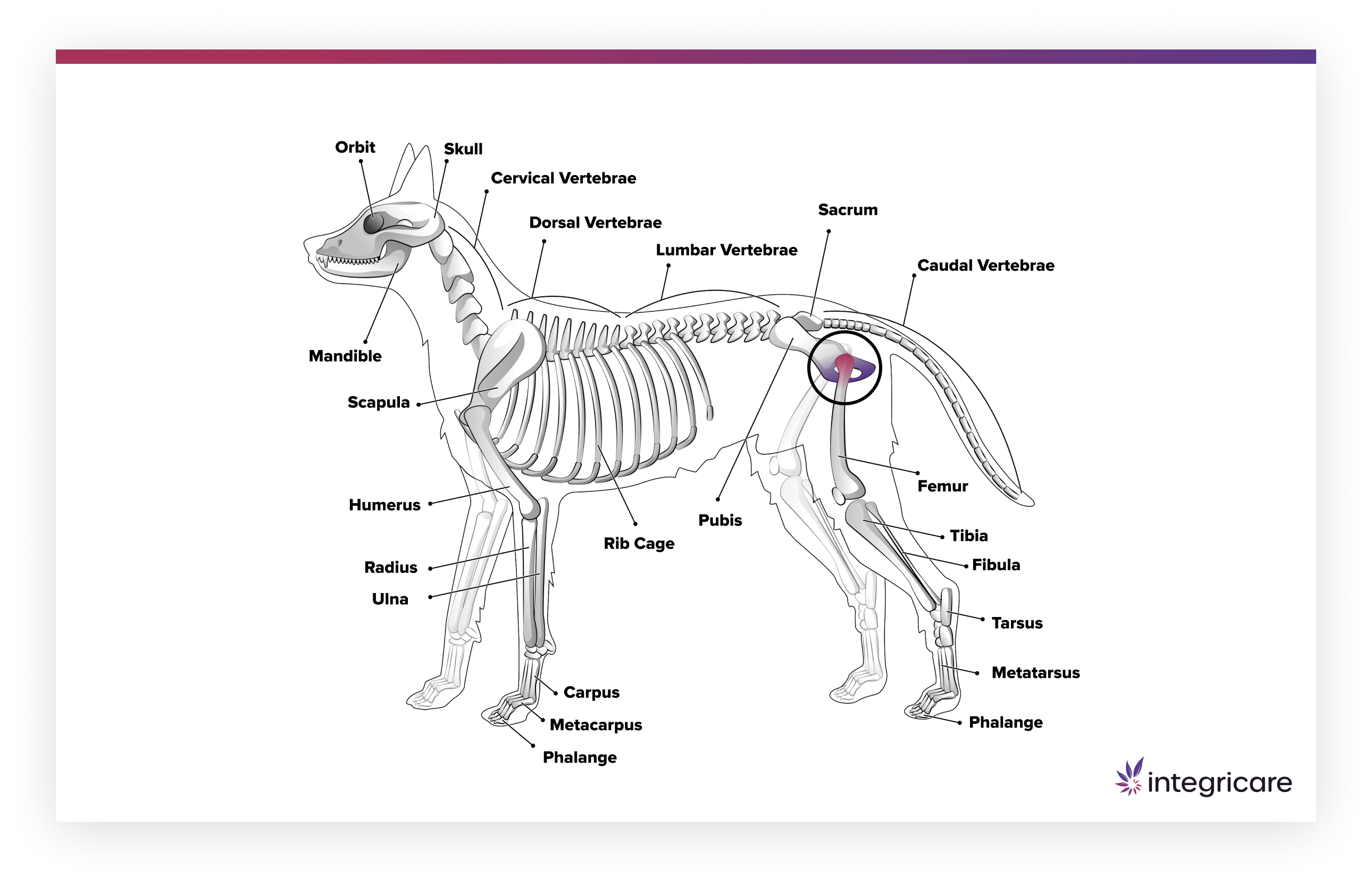 dog hip joint