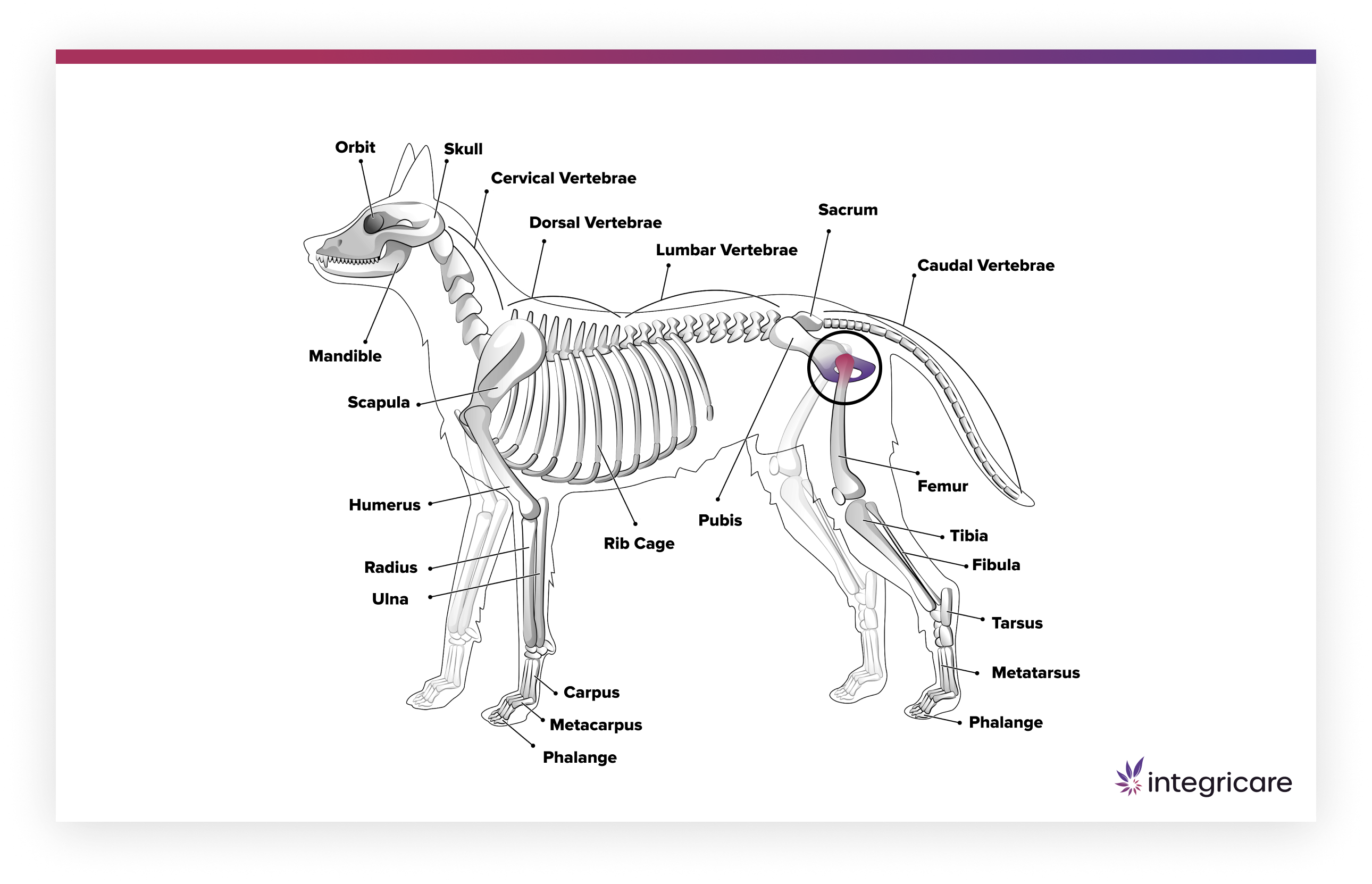 Joint Supplements for Dogs