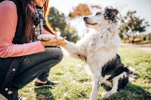 dog-paw-infection