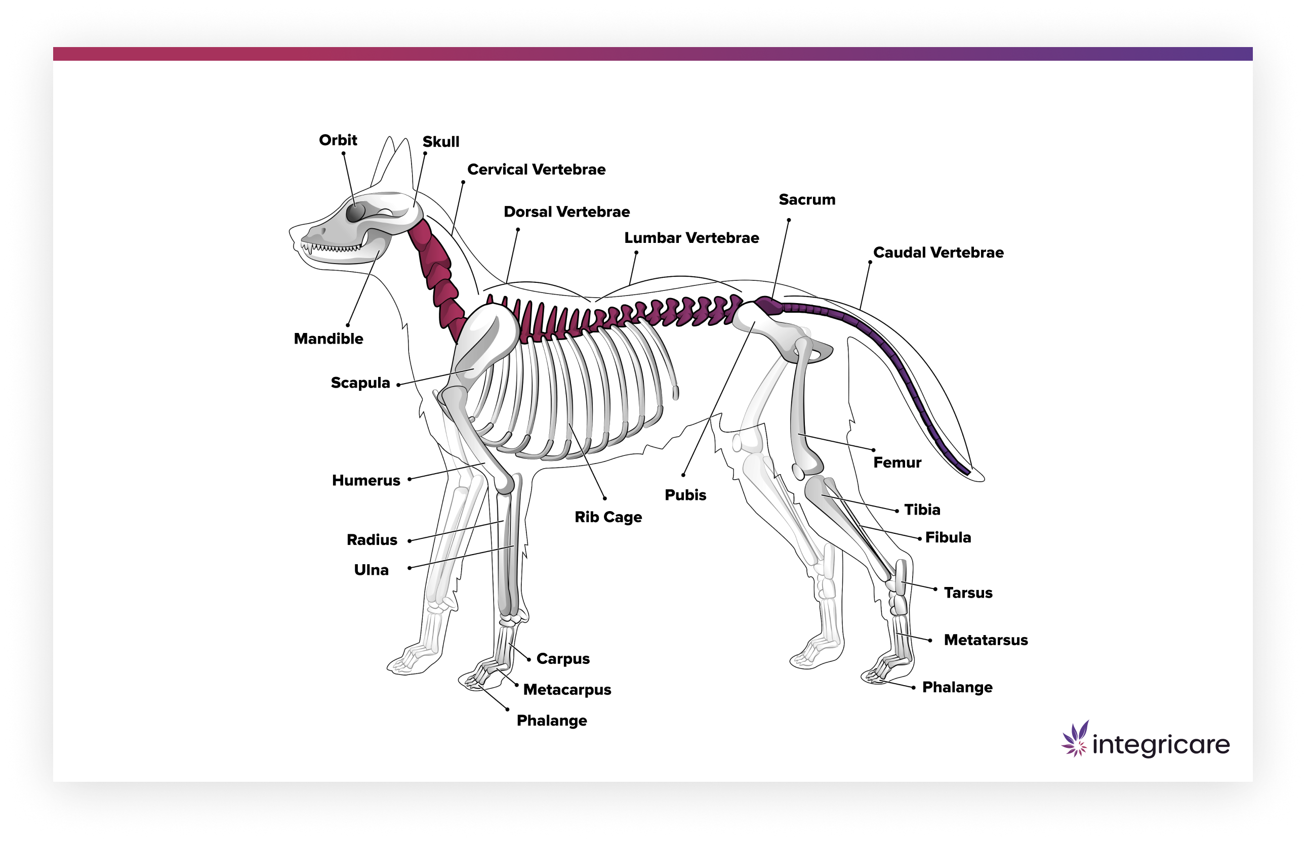 dog spinal cord