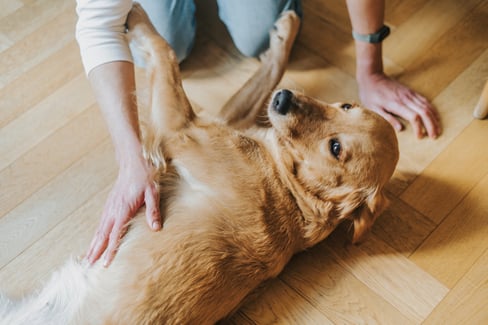 dog-swollen-hip-area