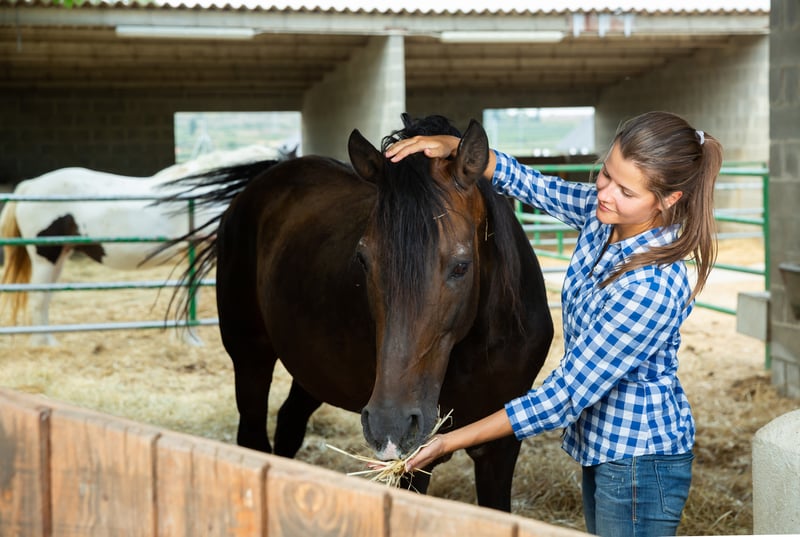 easy-horse-treats