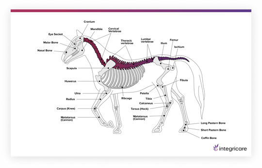 Pictures of Kissing Spine in Horses