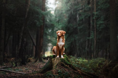 flea and tick prevention for dogs