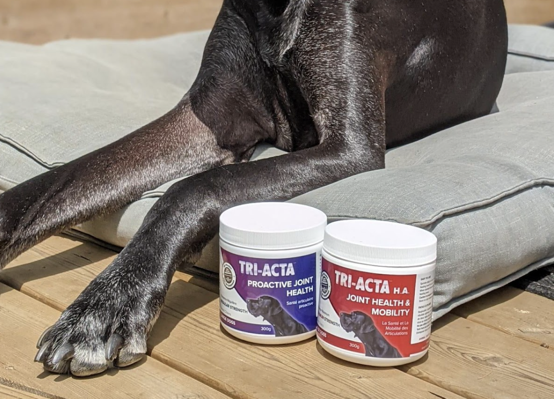 great dane with dog joint supplement