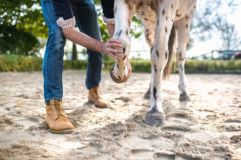 horse stifle injurt symptoms