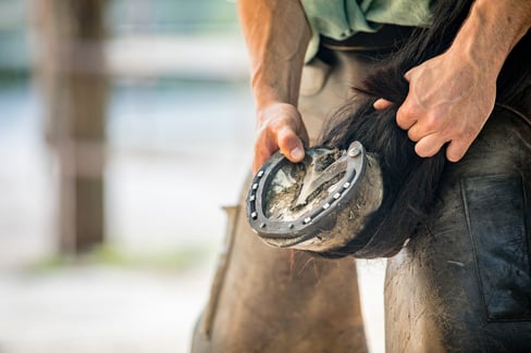 horse-hoof-repair