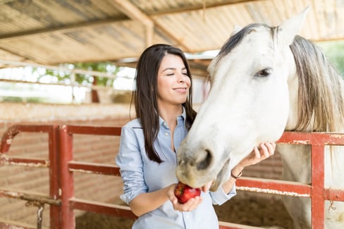 horse-treats