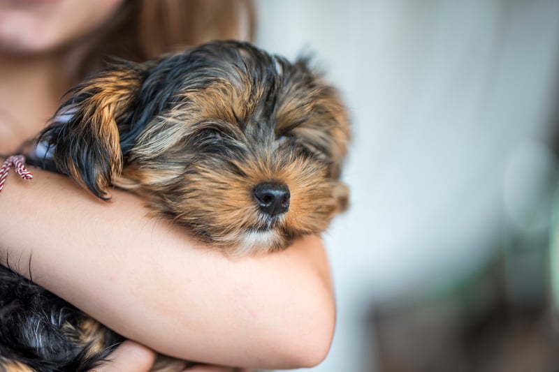 how to take care of a yorkie puppy