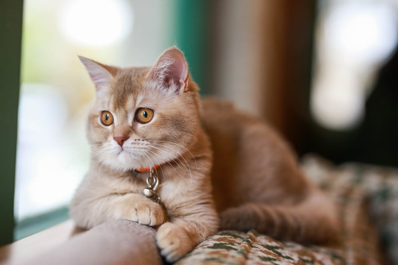how-common-is-diabetes-in-cats