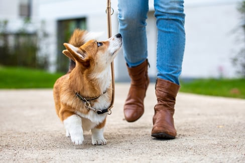how-to-handle-a-dog-holding-front-paw 