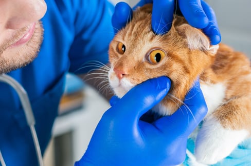 how-to-treat-conjunctivitis-in-cats