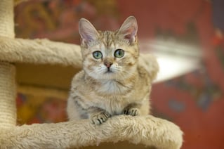 munchkin cat