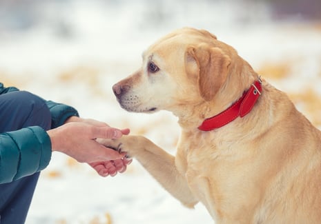 Giving a Dog Joint Medicine