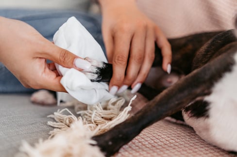 identifying-and-treating-a-dog-paw-injury-between-toes_