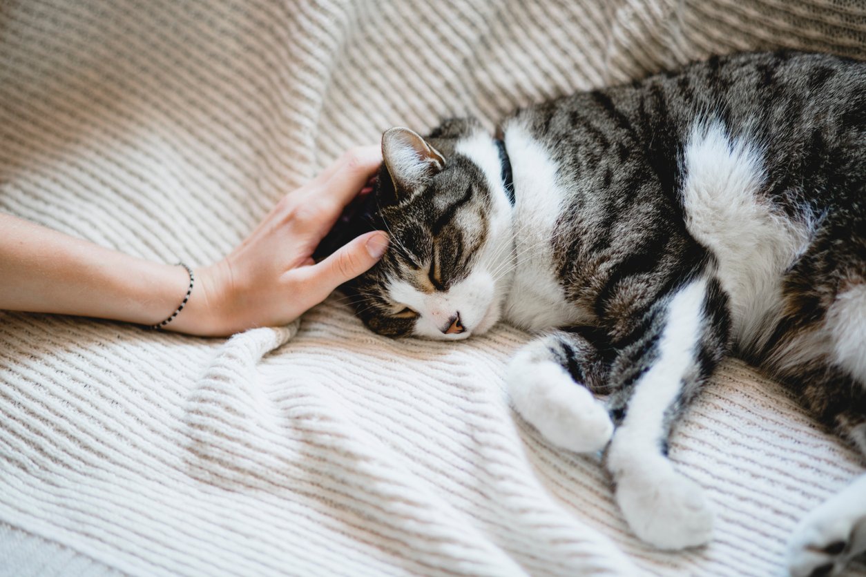 What You Need to Know About Cat Pain Management [Symptoms & Treatment]