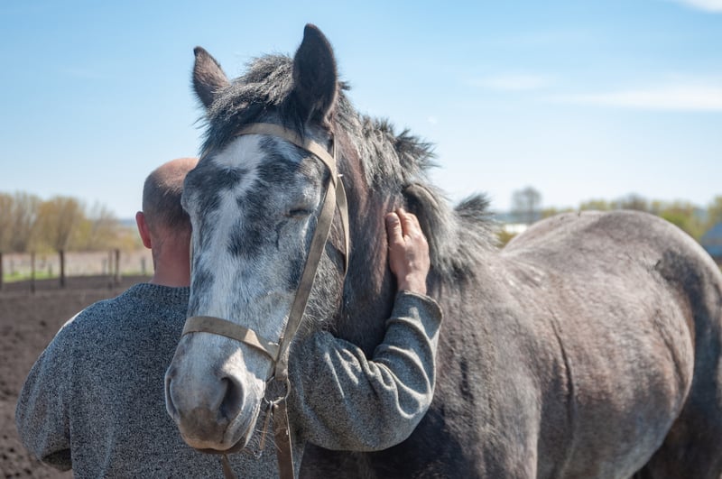 what-is-kissing-spine-in-horses