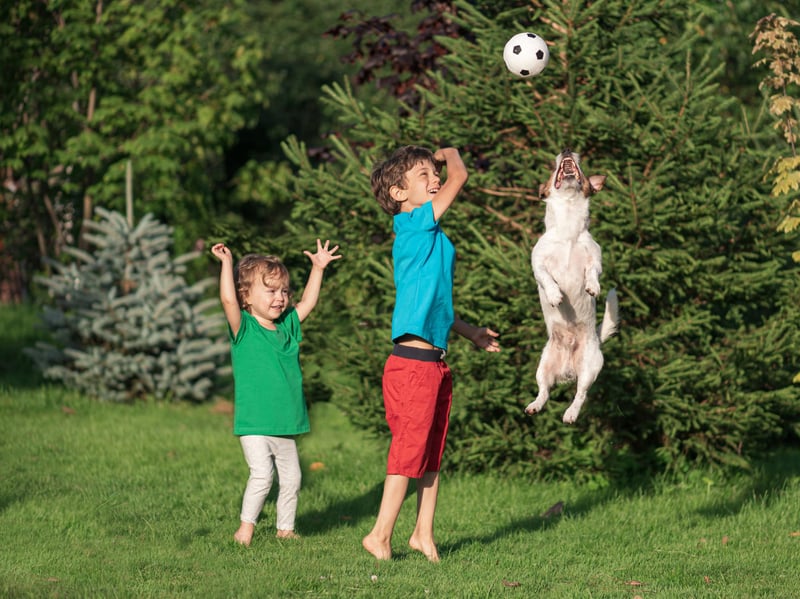Dog Enrichment Games to Help Your Dog