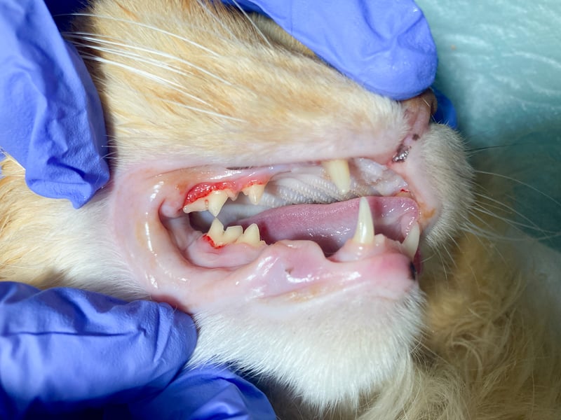 Consequences of Poor Dental Care for Cats
