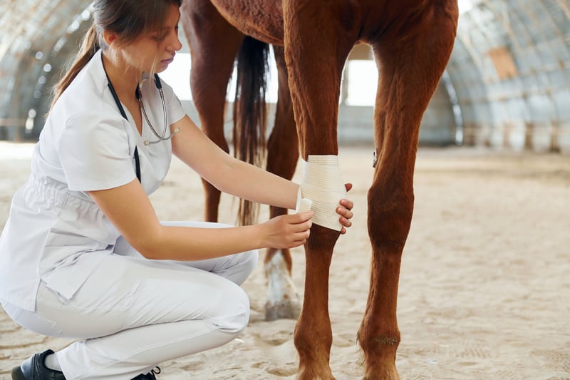Horse Wound Infection Treatment