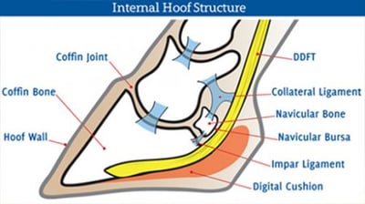 strong ligaments