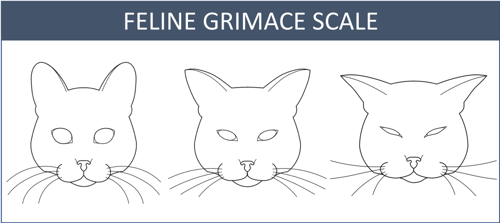 feline_grimmace_scale
