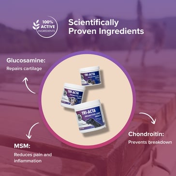 MSM Combined with Glucosamine and Chondroitin 