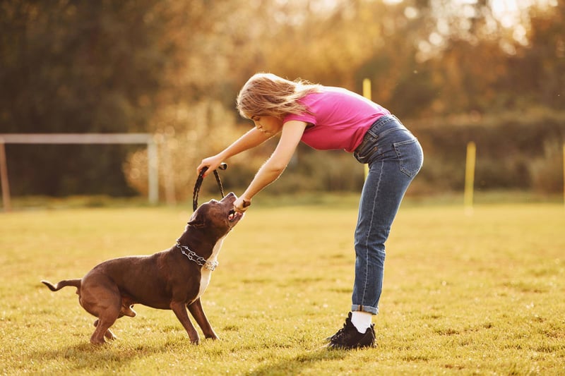 librela-vs-adequan-for-dogs