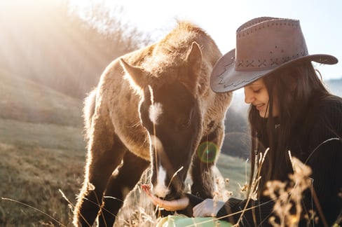 colt horse care