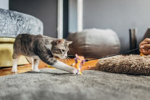 Cat Enrichment Toys to Keep Your Feline Friend 