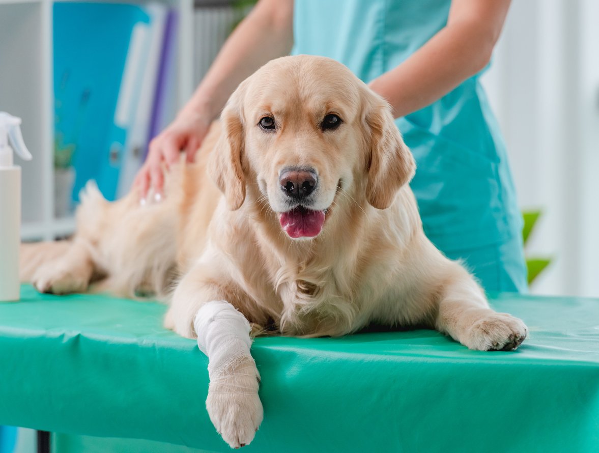 Treatment Options for a Dog Lifting Paw and Limping