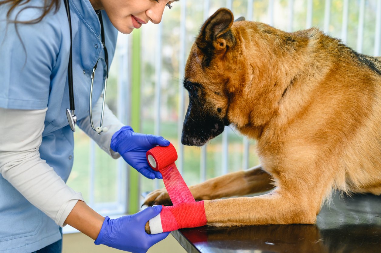 How To Prevent And Treat Dog Front Leg Injury [Top Tips]