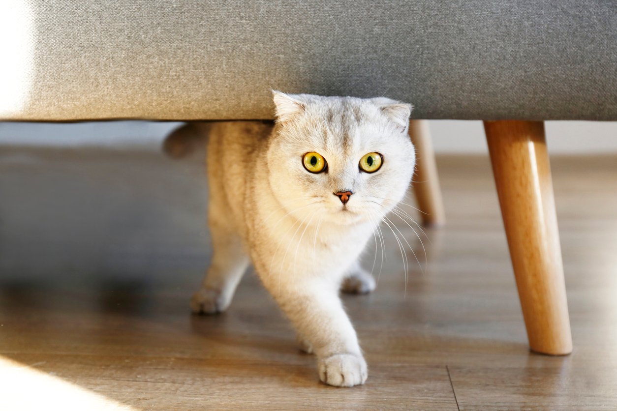 The Reason Why Your Cat Limping Can Be More Serious Than You Think