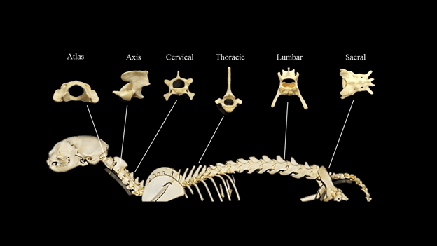 cat spine anatomy