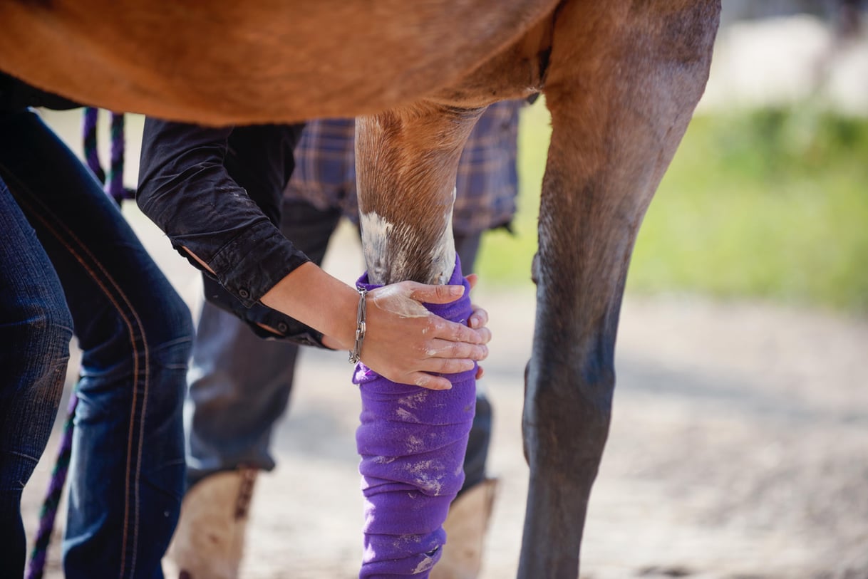 Locking Stifle Horse [Definition, Diagnosis and Treatment]