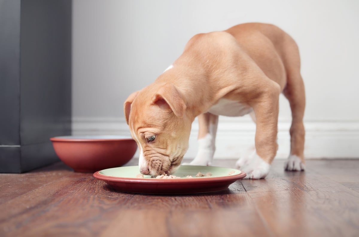 high-calorie-puppy-food