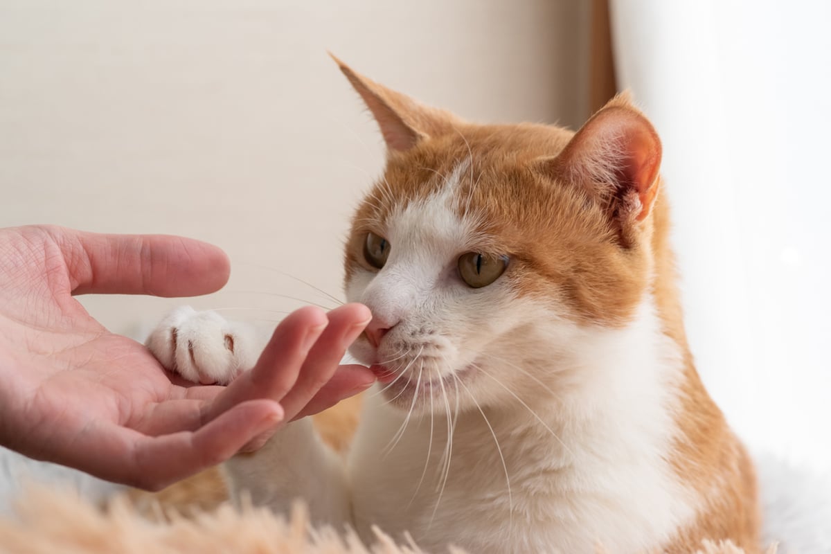 cat-paw-infection-treatment-options