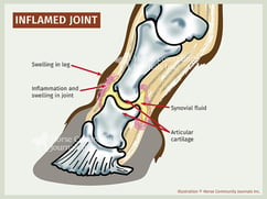 What are Horse Joint Injections?