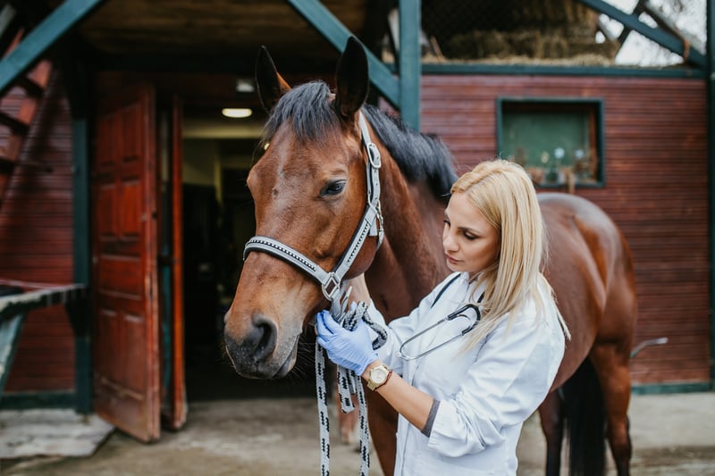 how-to-prevent-kissing-spine-in-horses
