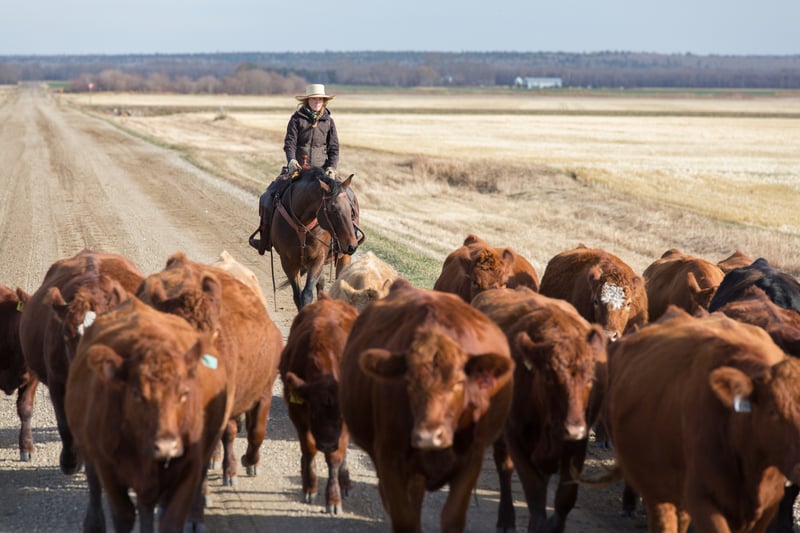 what-is-western-horse-riding.jpg