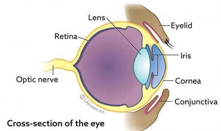 eye_basic_cross_section_2017-01scaler