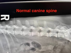 normal-canine-spine-1