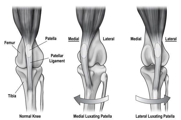 Luxating Patella Cat Definition Symptoms Prevention Treatment