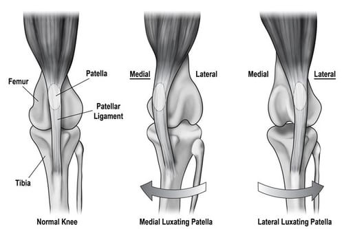 Lateral Patellar Luxation