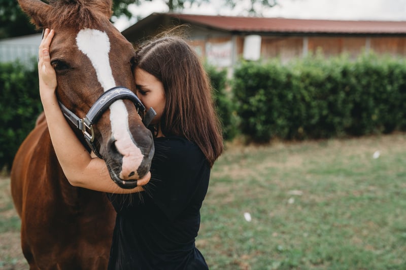 Find the Right Equine Supplement For Your Horse